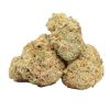 Mimosa strain