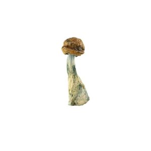 Blue Meanies Mushroom