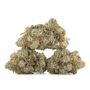 Chocolope Strain