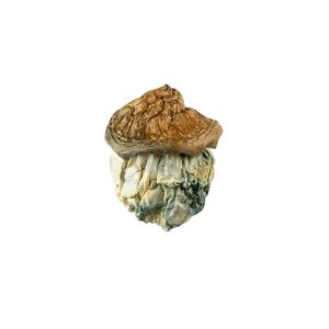 Dido Eggs Mushroom