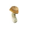 Gold Member Mushroom