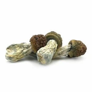 Penis Envy Mushrooms