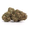 Dosidos Strain