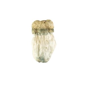 Soucoupe Volante Mushroom
