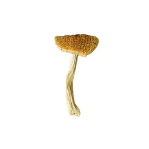 Stropharia Cubensis Mushroom