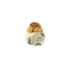 Texas Yellow Cap Mushroom