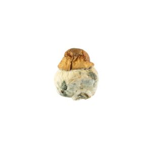 Texas Yellow Cap Mushroom