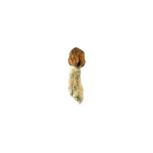 Vietnamese Cubensis Mushroom